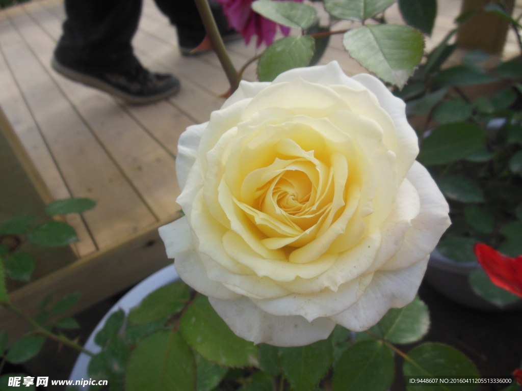 月季花