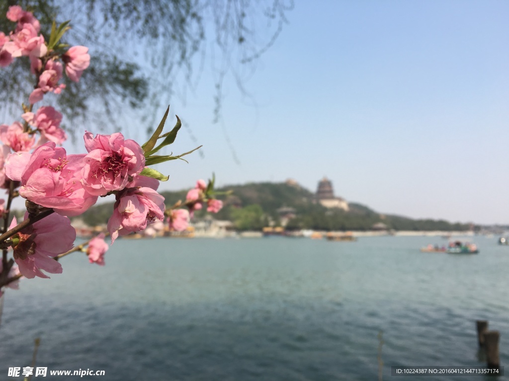花开