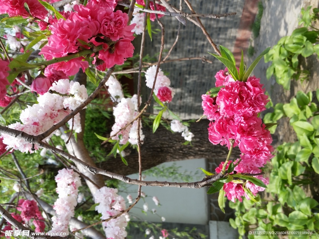 桃花