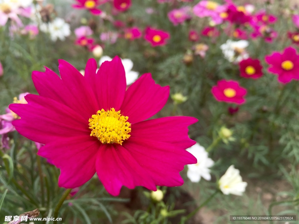 红色格桑花