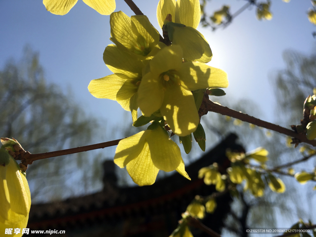 小黄花