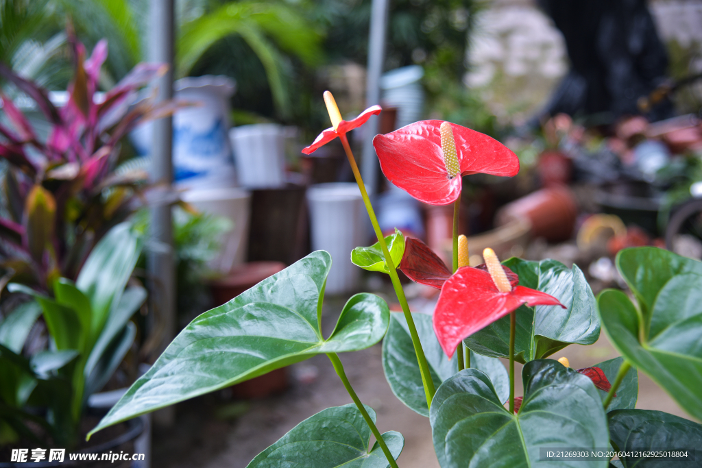 花卉 红掌