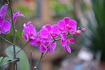 蝴蝶兰 花卉