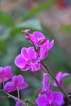 蝴蝶兰 花卉