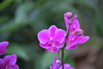 蝴蝶兰 花卉