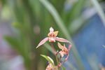 花卉  虎头兰