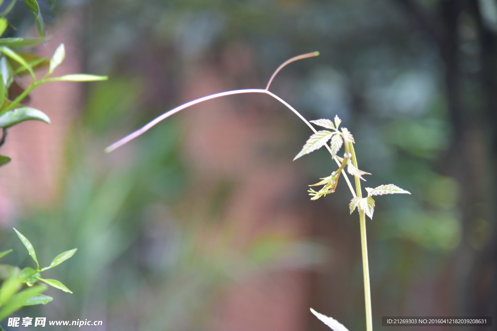 藤蔓枝条 花卉