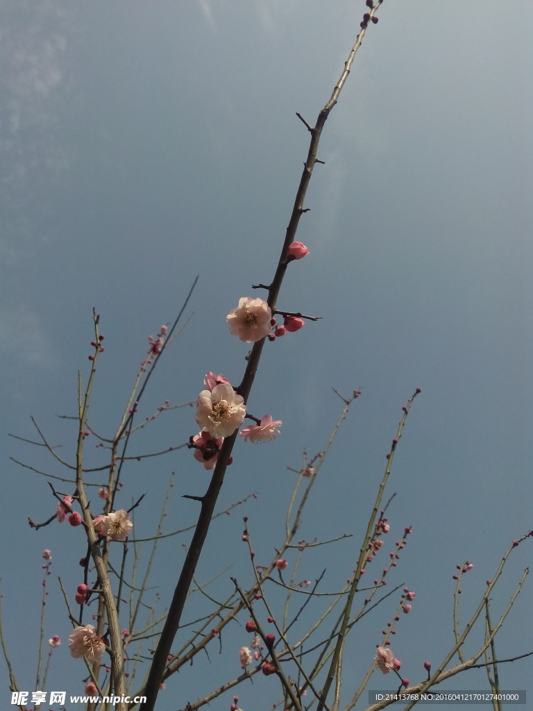 腊梅