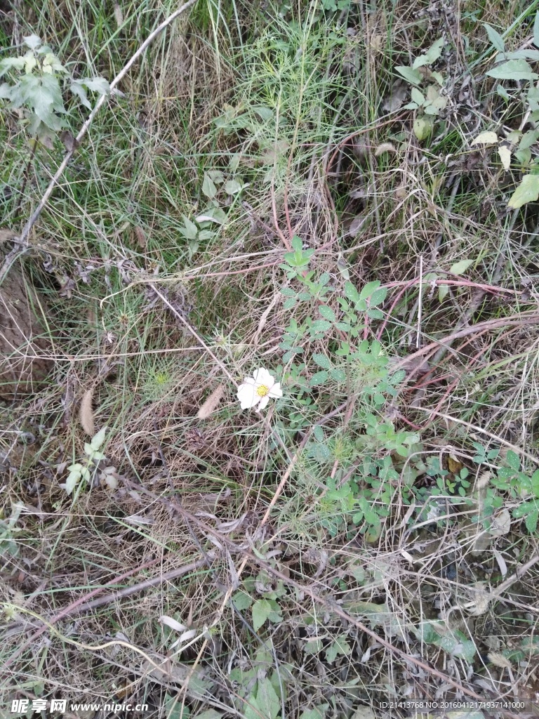 花草