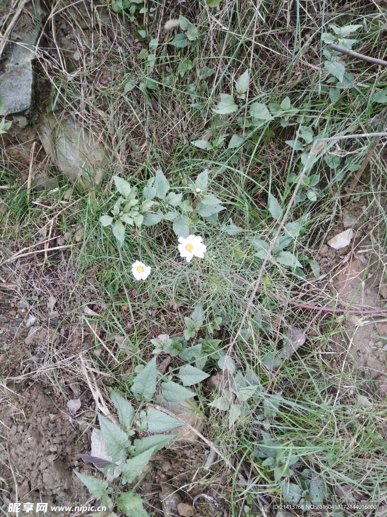 花草