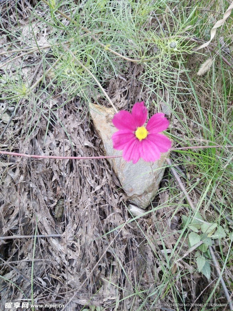 波斯菊