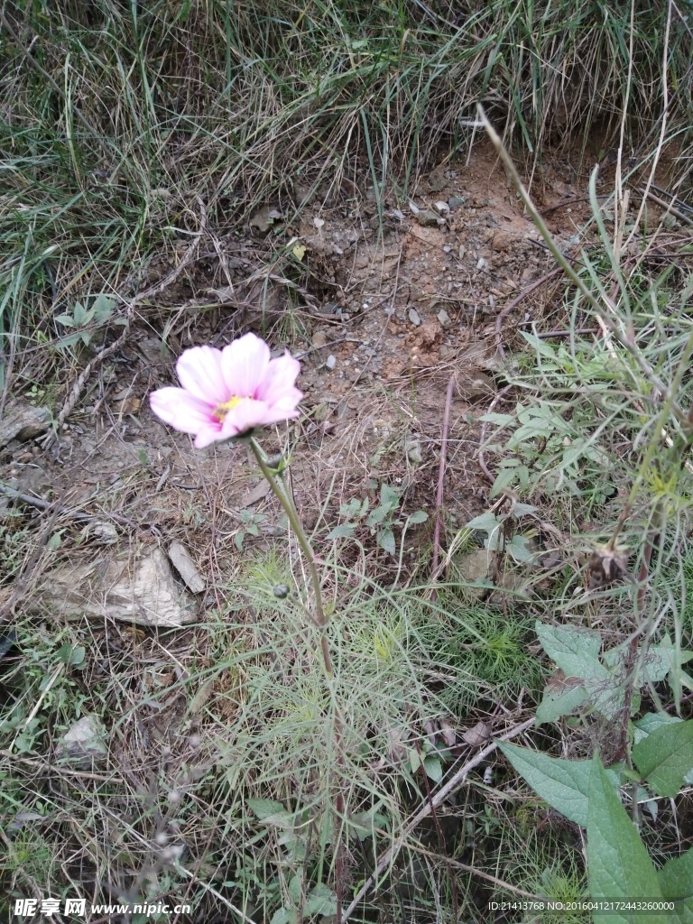 波斯菊