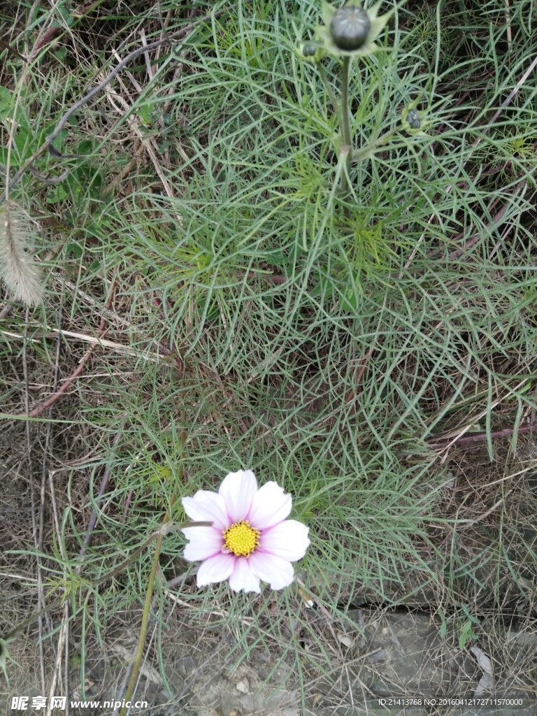 波斯菊