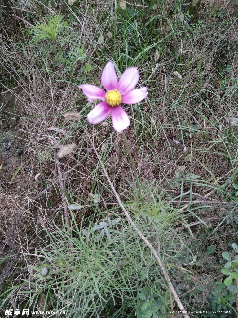 波斯菊