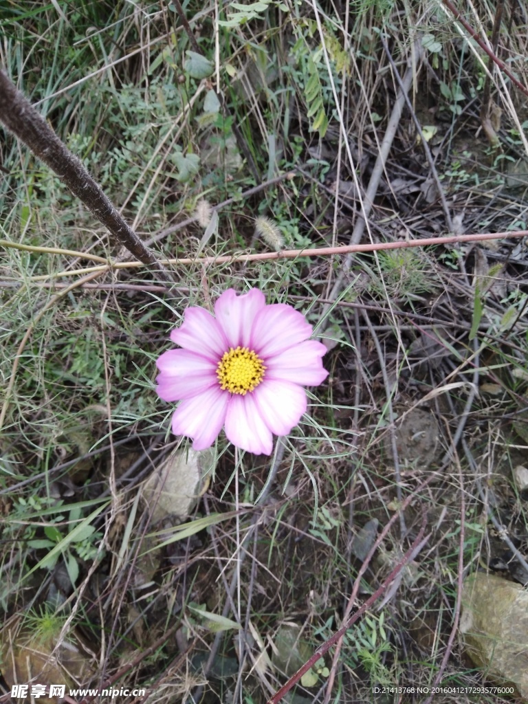 波斯菊