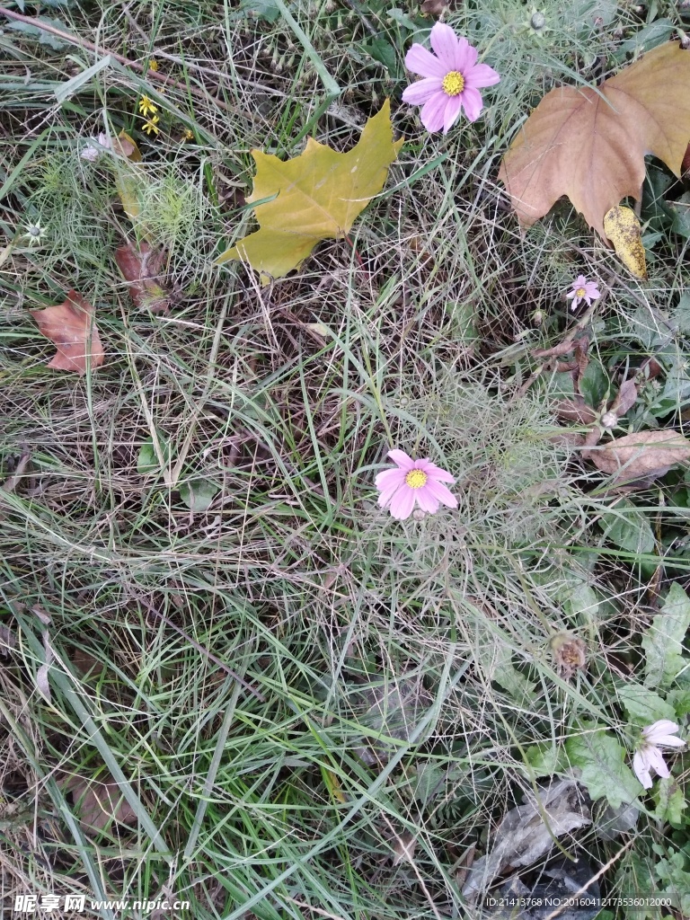 波斯菊