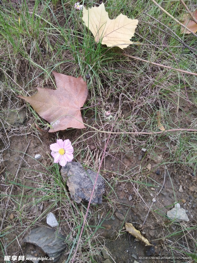 波斯菊