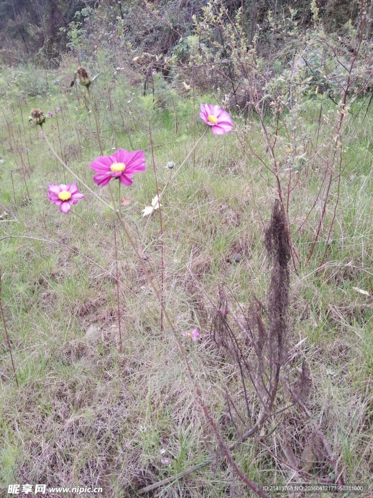 金鸡菊