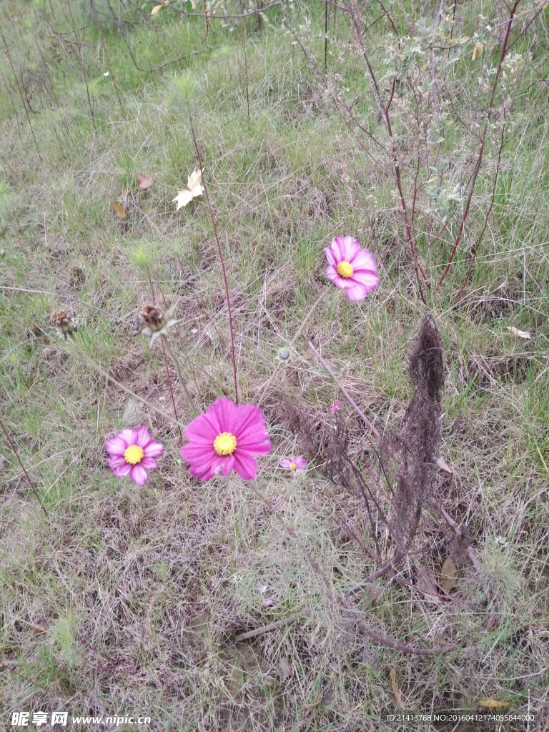 金鸡菊