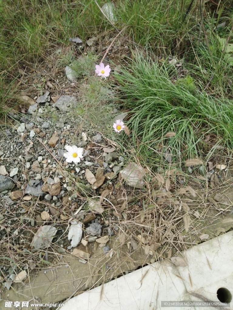 金鸡菊