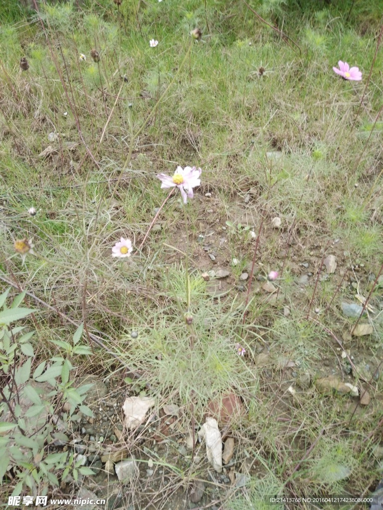 波斯菊