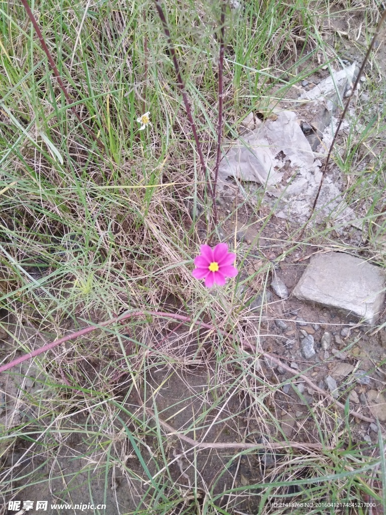 金鸡菊