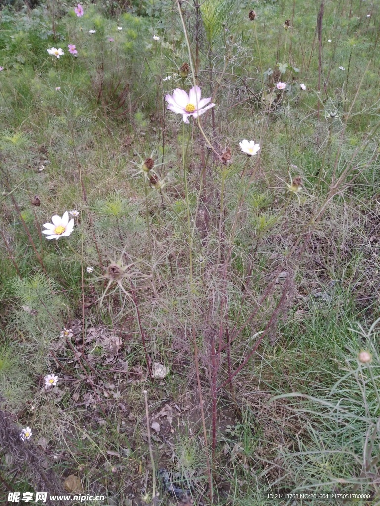 波斯菊