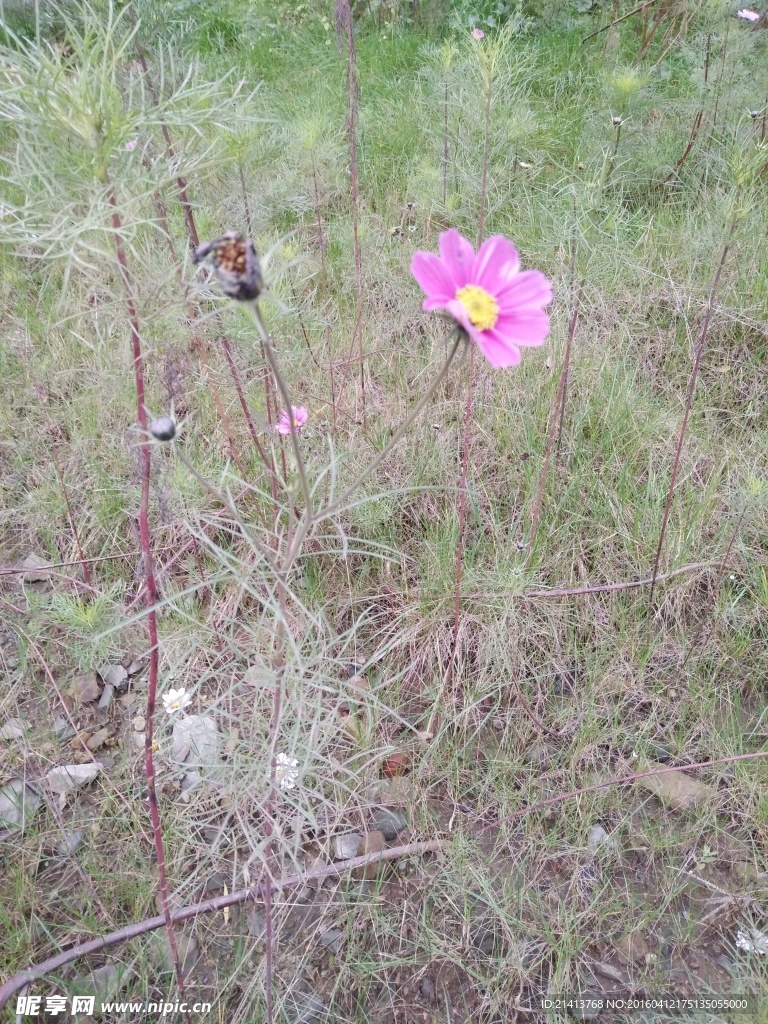 波斯菊