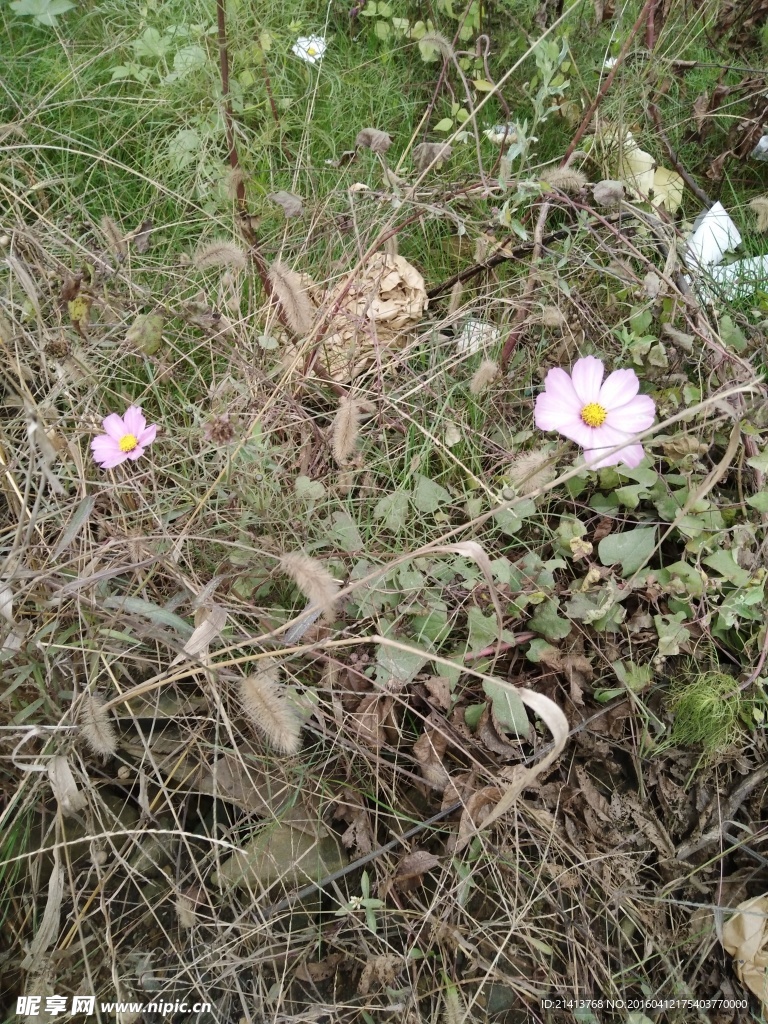 波斯菊