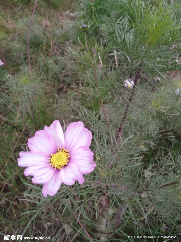 波斯菊