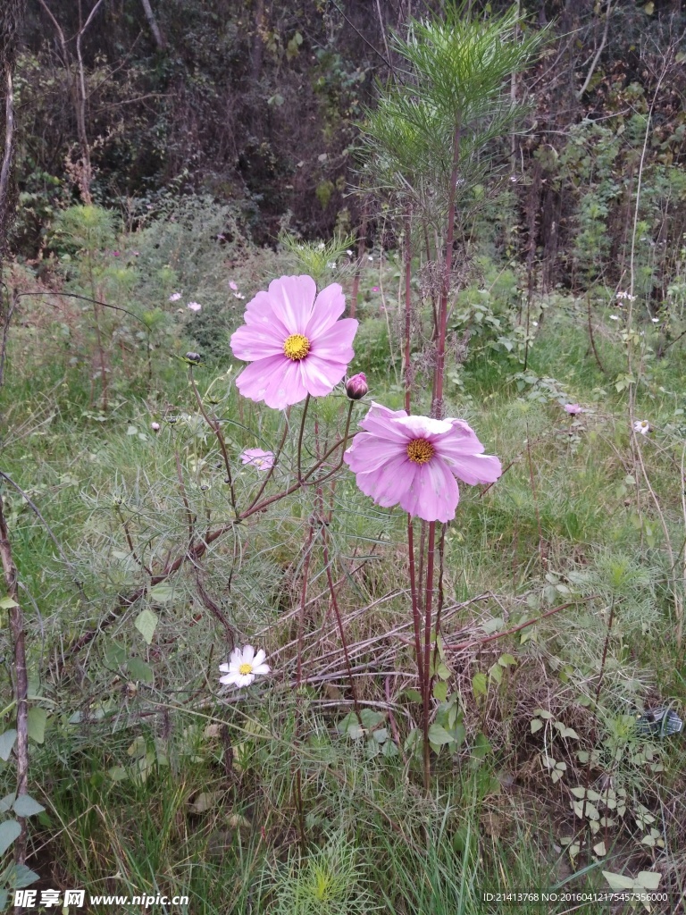 波斯菊