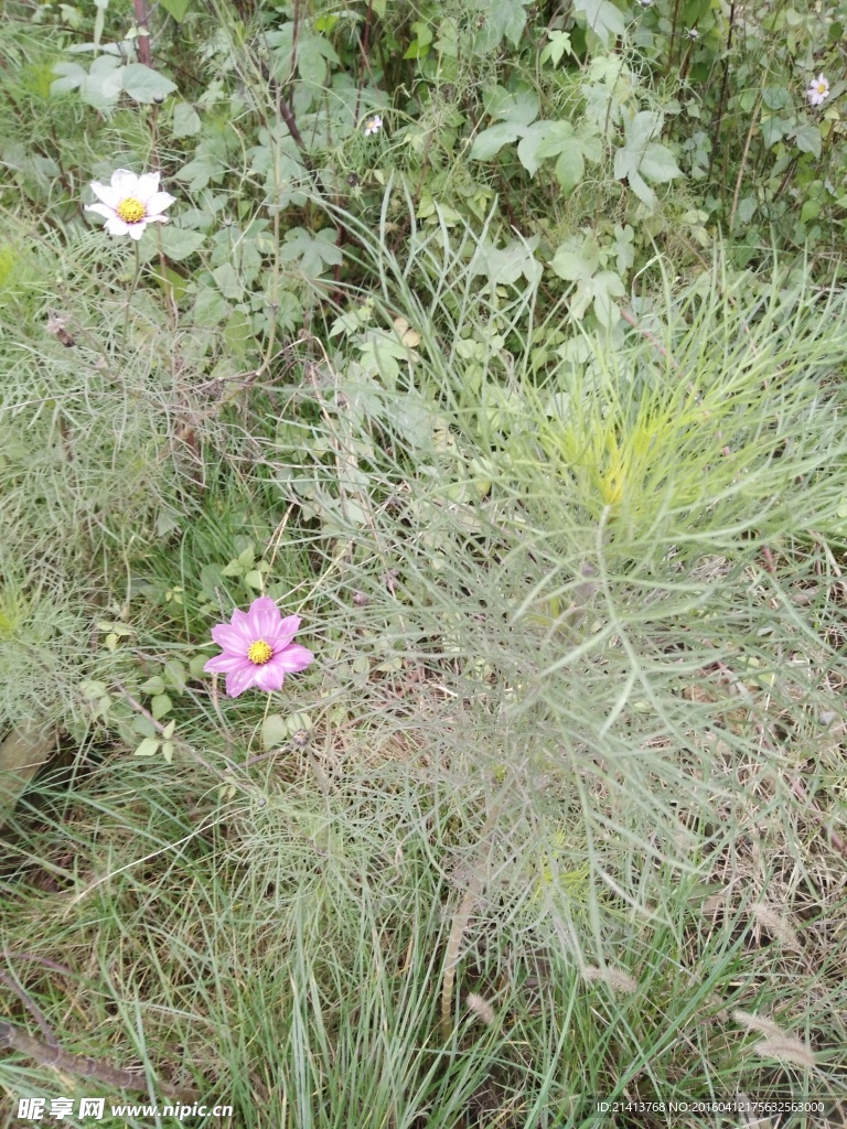 波斯菊