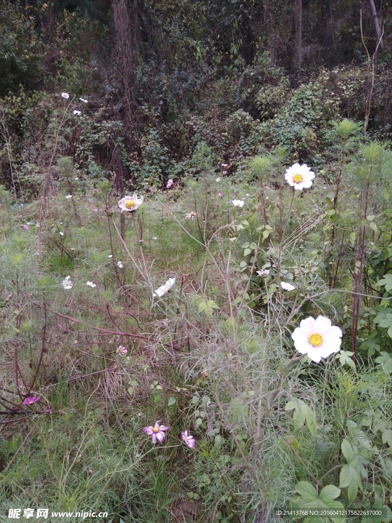 波斯菊