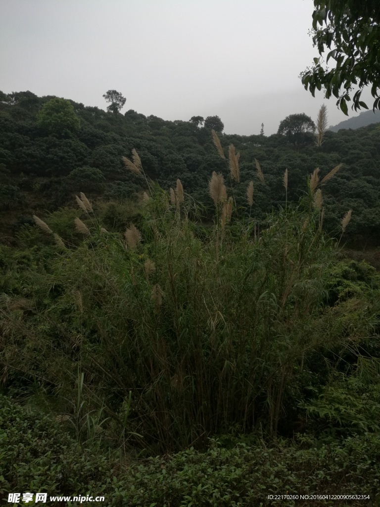 草 野草 山林