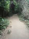 山林 林间小道