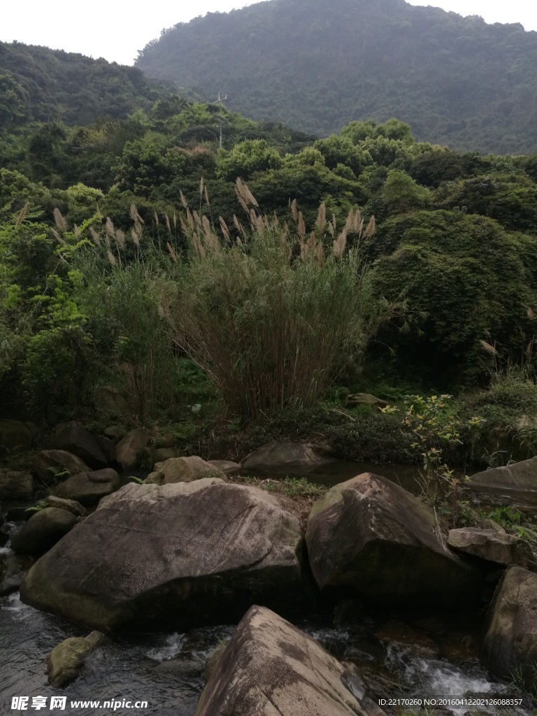 草 野草 山林