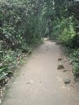 山林 林间小道