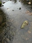 溪流 溪水 山泉