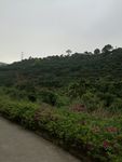 山林 林间小道