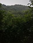 山林
