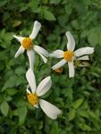 小白花