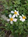 小白花 小虫子