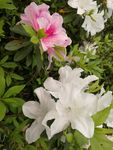 杜鹃花