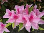杜鹃花