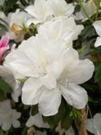 杜鹃花