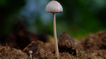 孤高的小蘑菇