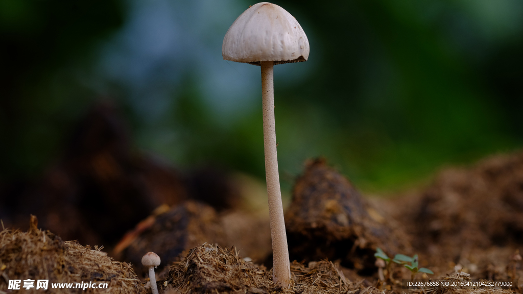 孤高的小蘑菇