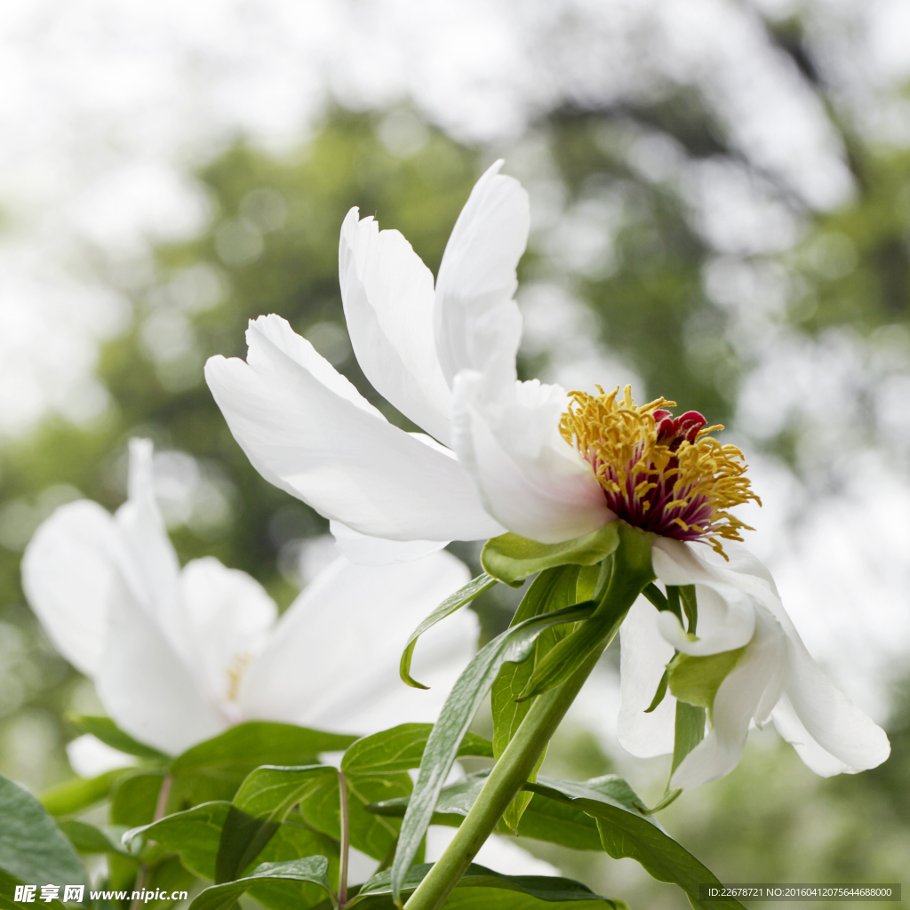 芍药清音