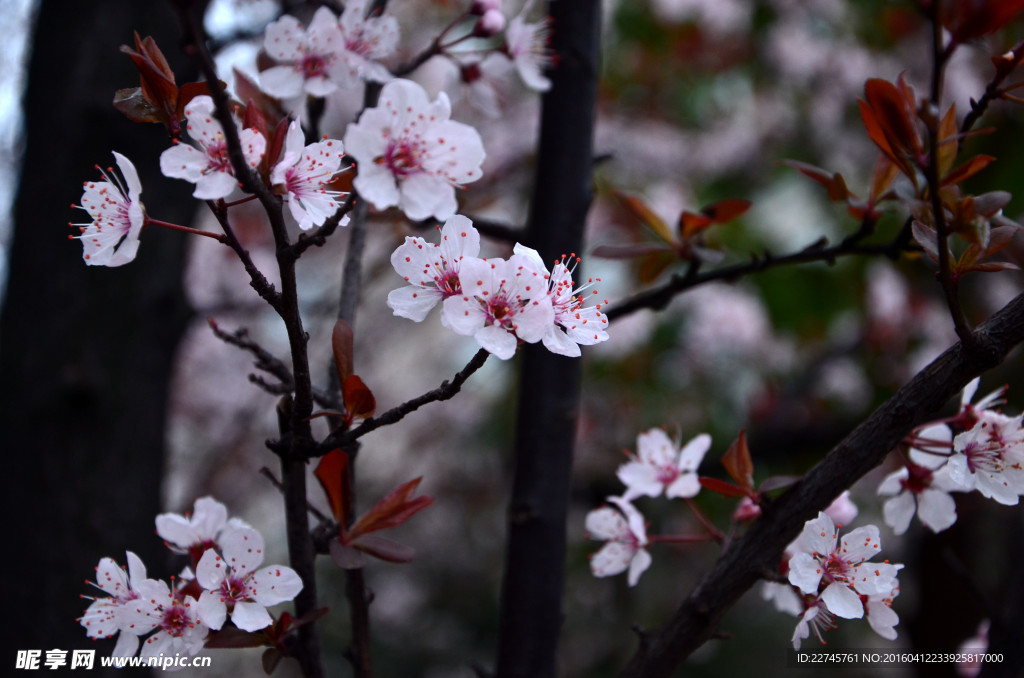 小区内的梨花