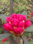 杜鹃花
